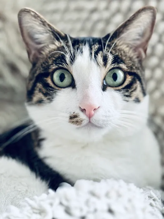 Buxmont Veterinary Hospital Picture 2