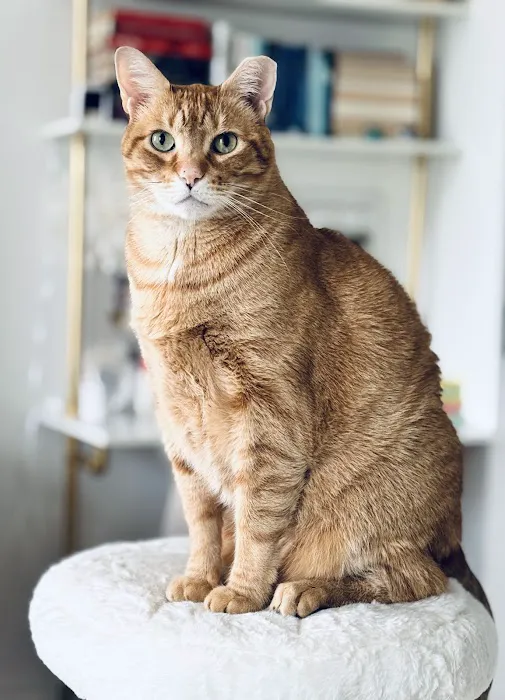 Buxmont Veterinary Hospital Picture 1