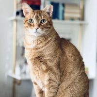 Buxmont Veterinary Hospital ico