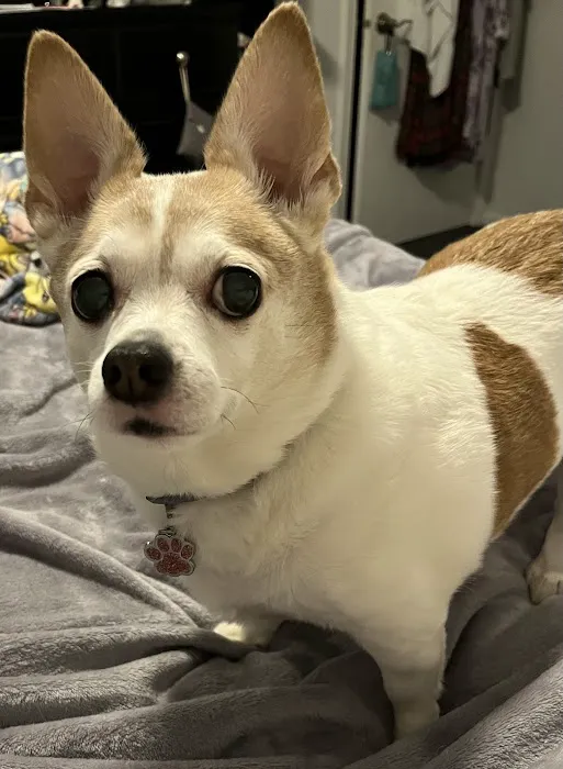 Buxmont Veterinary Hospital Picture 4