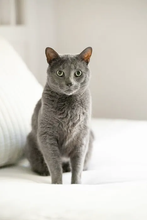 Buxmont Veterinary Hospital Picture 5