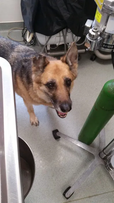 Buxmont Veterinary Hospital Picture 10