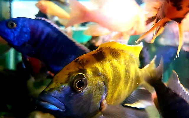 Finatic Aquatics Picture 3