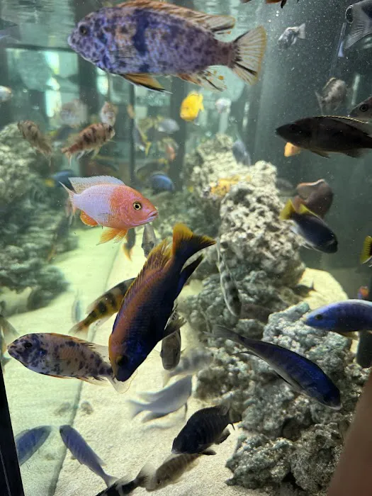 Finatic Aquatics Picture 9