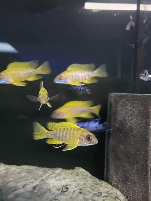 Finatic Aquatics Picture 7