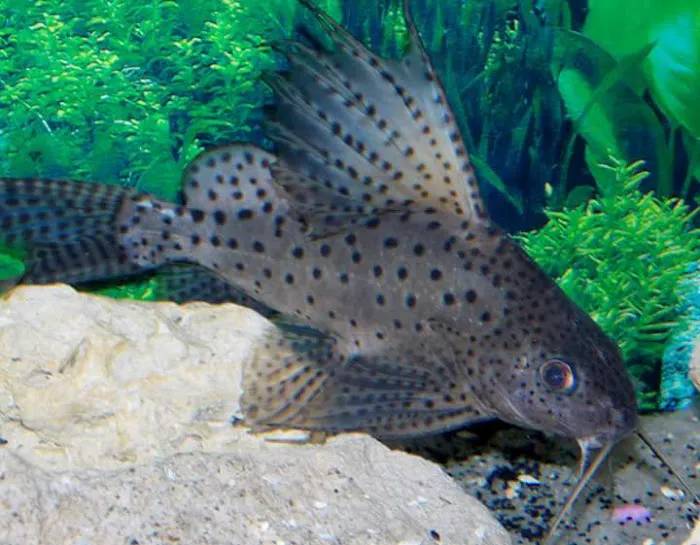 Finatic Aquatics Picture 10