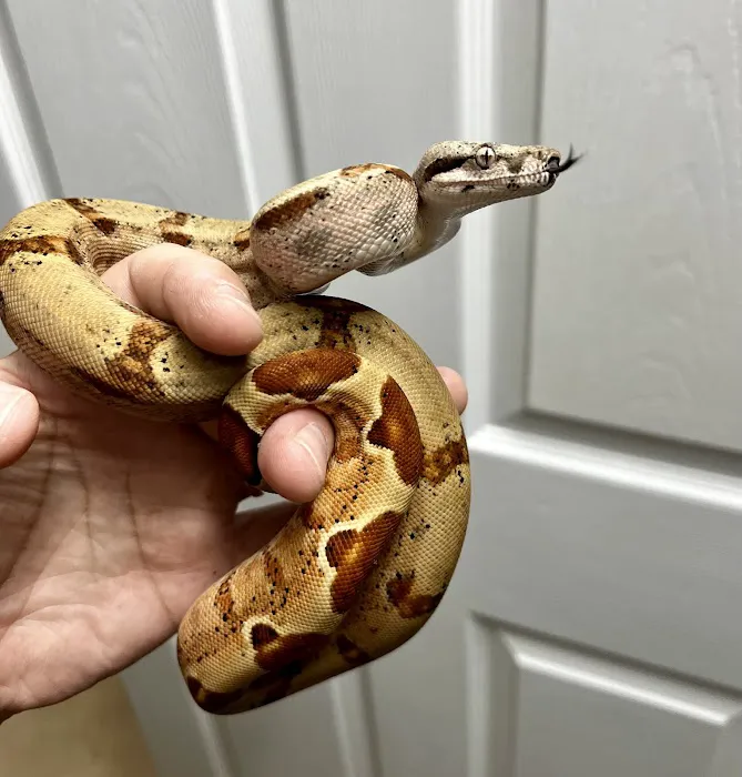 CjC Exotics, LLC Picture 1