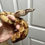 CjC Exotics, LLC