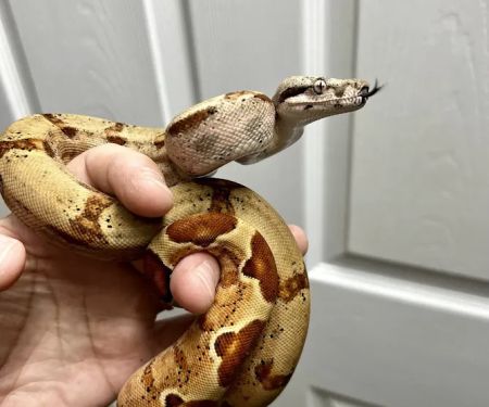 CjC Exotics, LLC