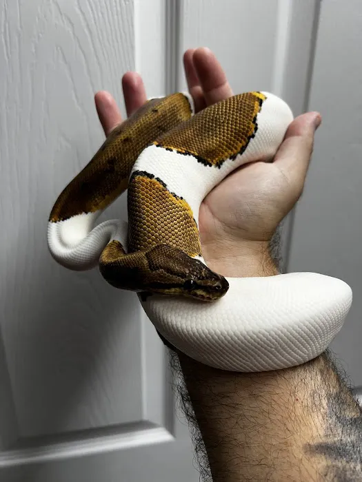 CjC Exotics, LLC Picture 4