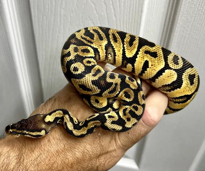 CjC Exotics, LLC Picture 3