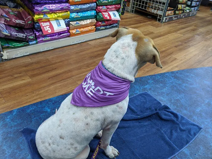 Pet Supermarket Picture 5