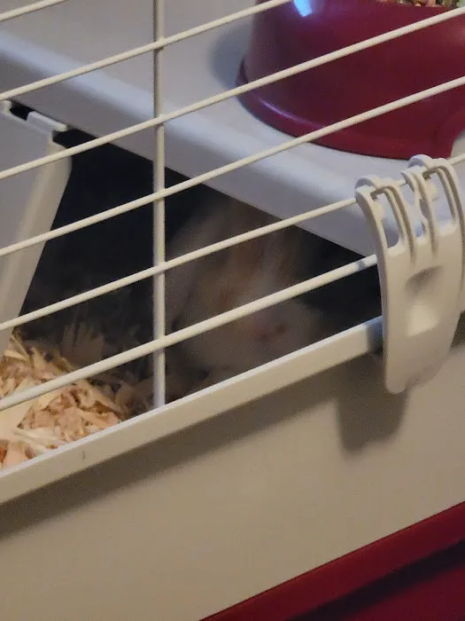 Pet Supermarket Picture 9