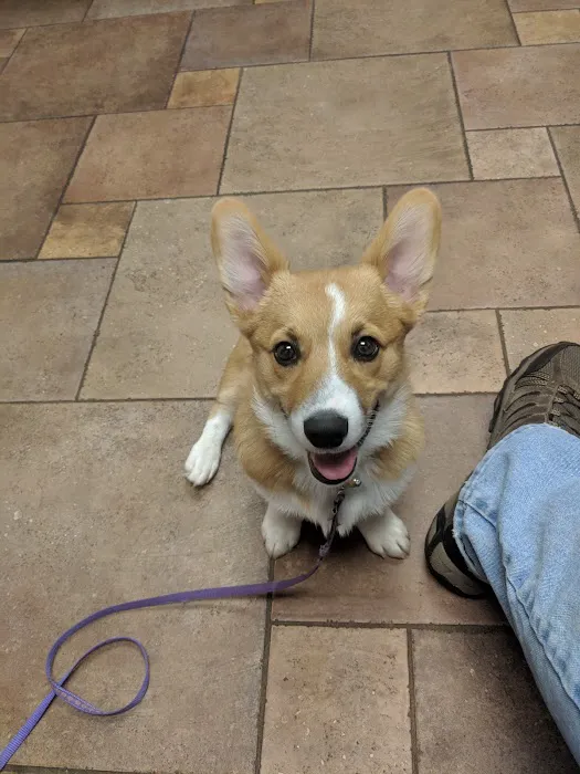 Newtown Veterinary Hospital, LLC Picture 2