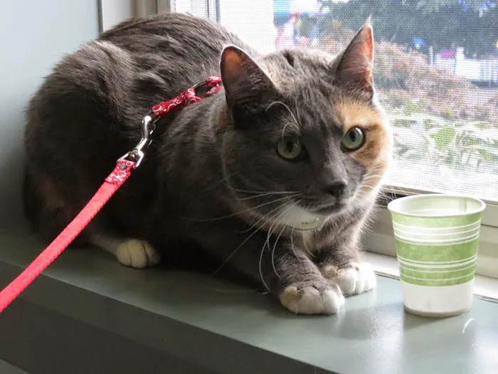 Newtown Veterinary Hospital, LLC Picture 3