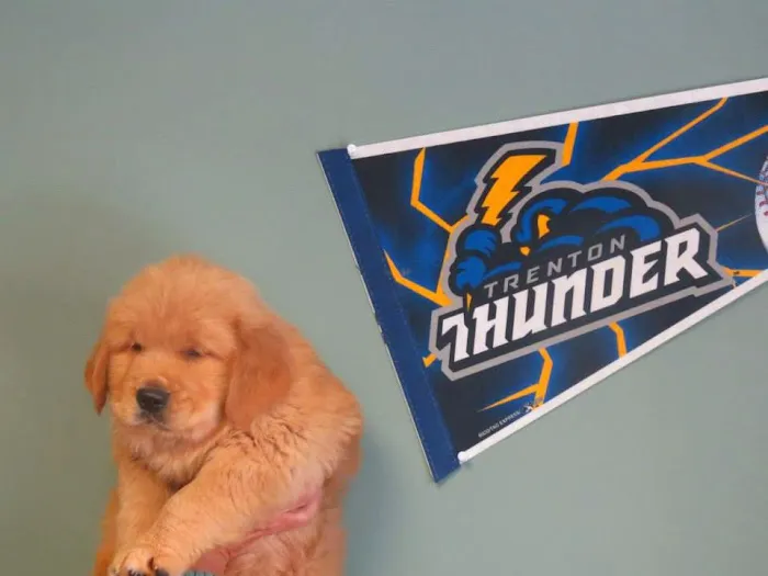 Newtown Veterinary Hospital, LLC Picture 5