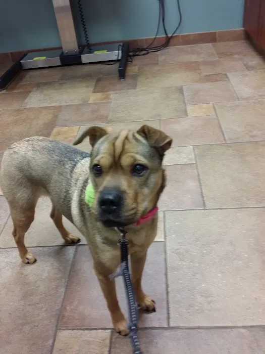 Newtown Veterinary Hospital, LLC Picture 7