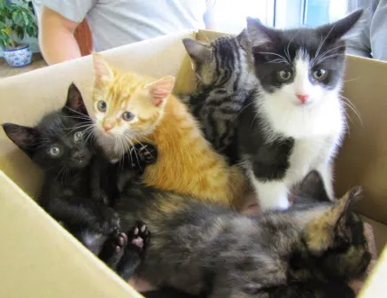 Newtown Veterinary Hospital, LLC Picture 9