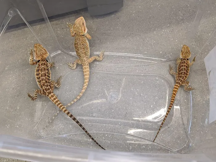 Pet Supplies Plus Port Charlotte Picture 5