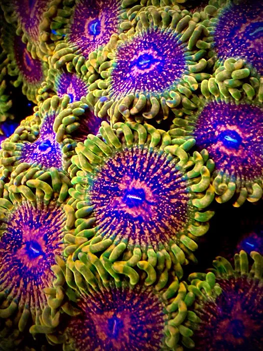 Alien Reef Picture 3