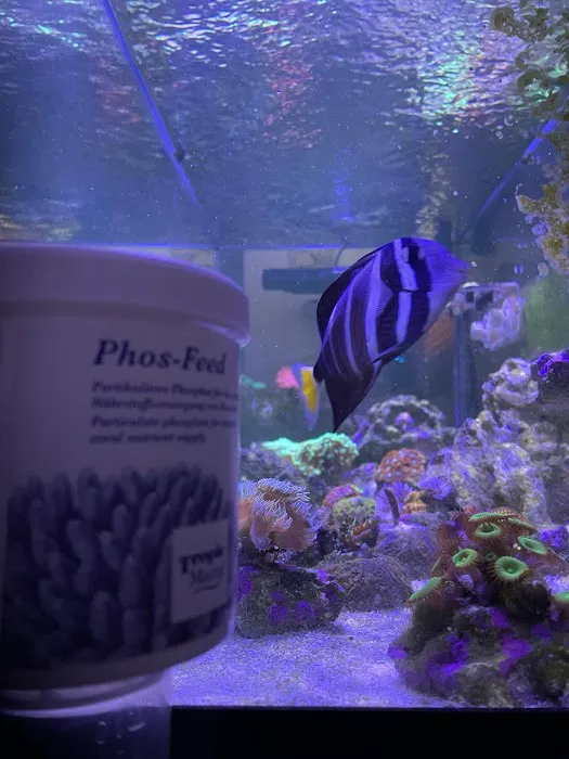 Fishy Fins Picture 2