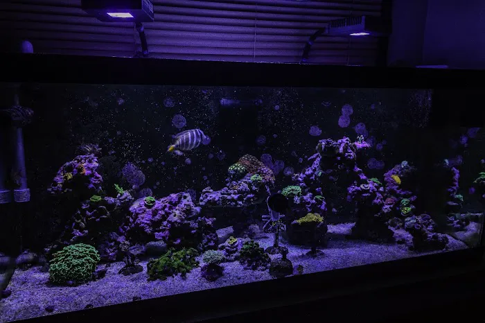 Fishy Fins Picture 3