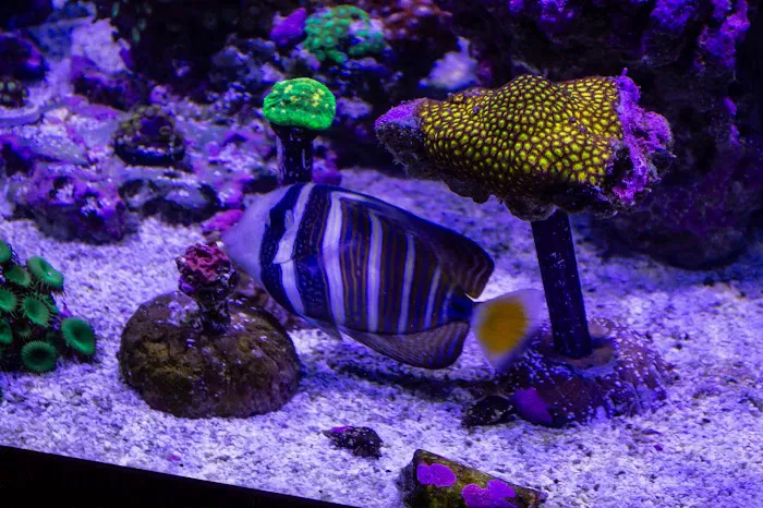 Fishy Fins Picture 5