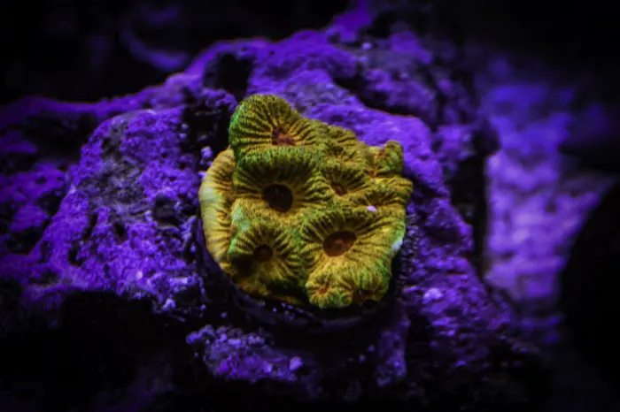 Fishy Fins Picture 4