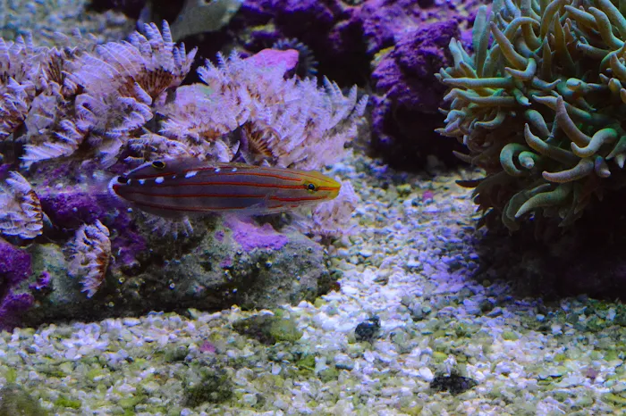 Fishy Fins Picture 6