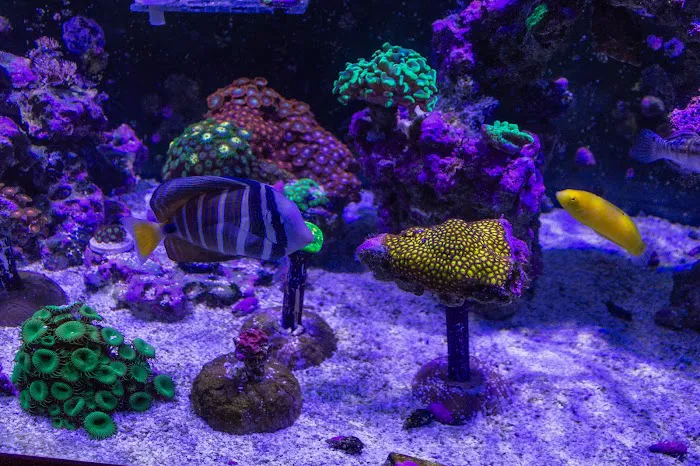 Fishy Fins Picture 8