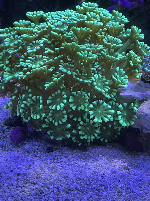 Fishy Fins Picture 7