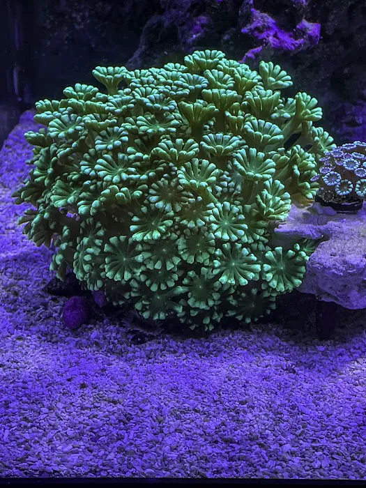 Fishy Fins Picture 10