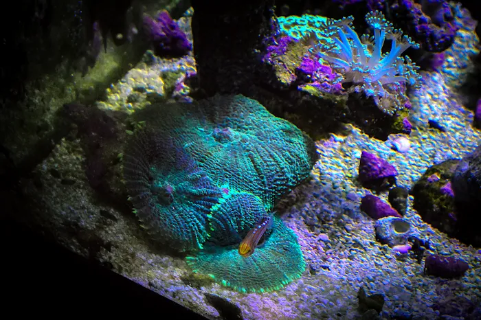 Fishy Fins Picture 9