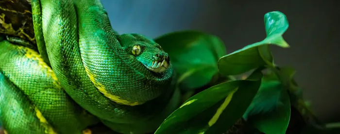 Jacksonville Reptile Expo Show me show Picture 1