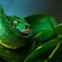 Jacksonville Reptile Expo Show me show ico