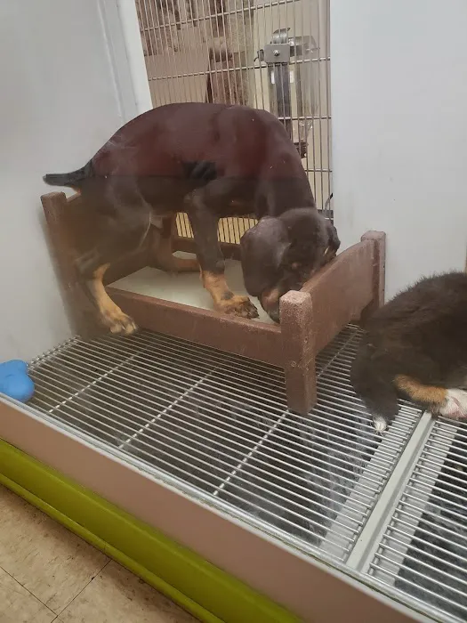 Petland Jacksonville Picture 2