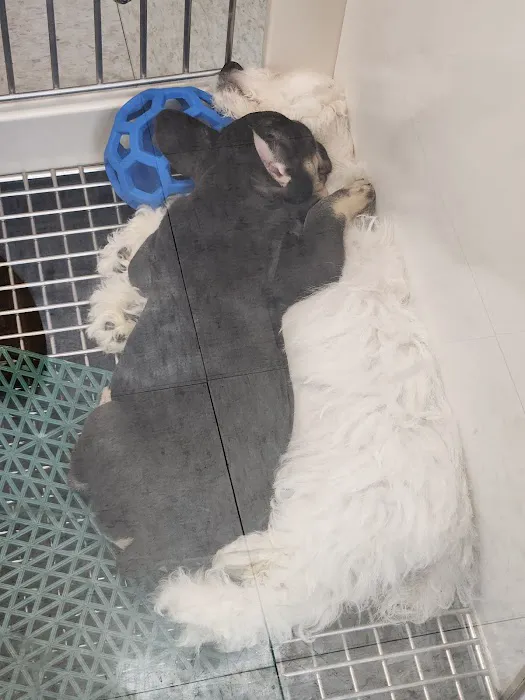 Petland Jacksonville Picture 6