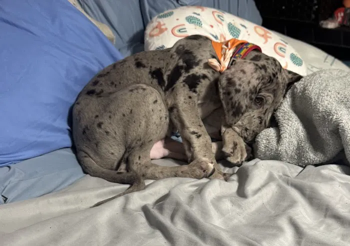 Petland Jacksonville Picture 7