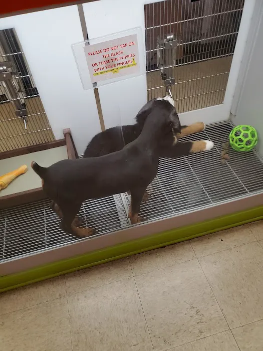 Petland Jacksonville Picture 10