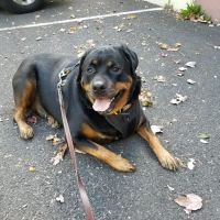 Sycamore Veterinary Hospital ico
