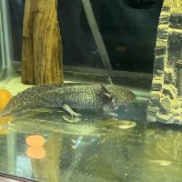 Sam's Flying Frog Ranch LLC ico