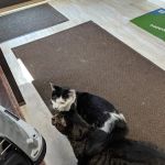 Sycamore Veterinary Hospital: Neubauer S DVM