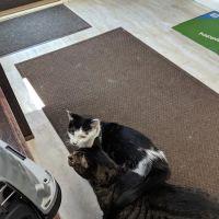 Sycamore Veterinary Hospital: Neubauer S DVM ico