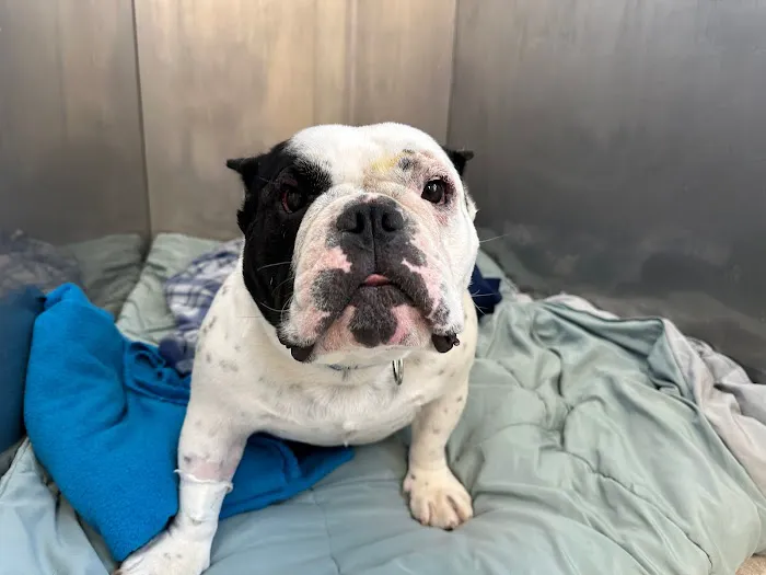 Valley Veterinary Center of Holicong Picture 4