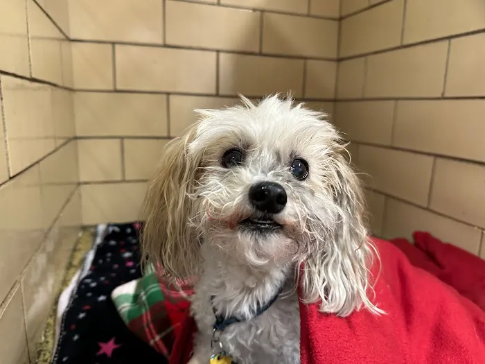 Valley Veterinary Center of Holicong Picture 5