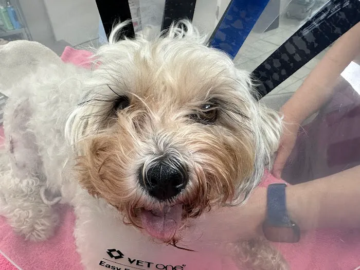 Valley Veterinary Center of Holicong Picture 6