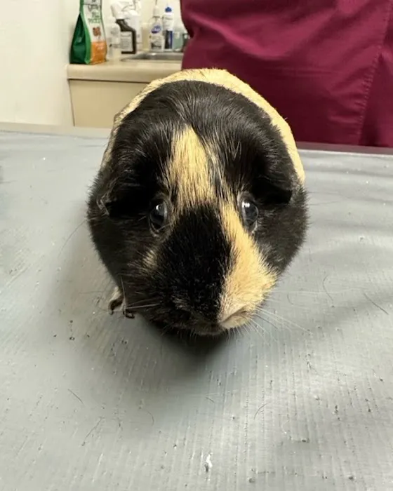 Valley Veterinary Center of Holicong Picture 8