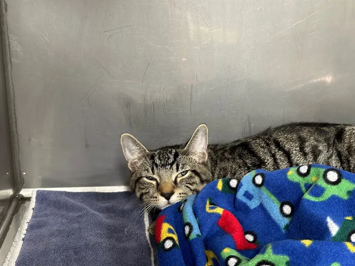 Valley Veterinary Center of Holicong Picture 7