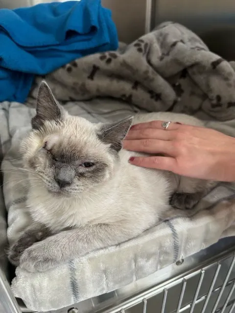 Valley Veterinary Center of Holicong Picture 10