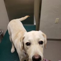 Warren Animal Hospital ico